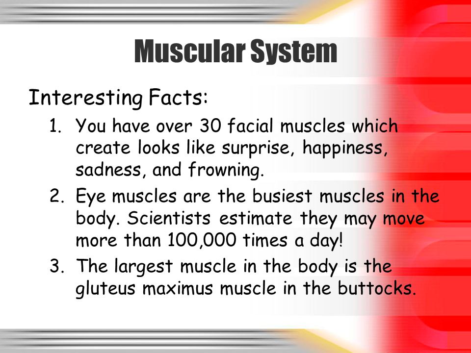 Muscular System Facts 33