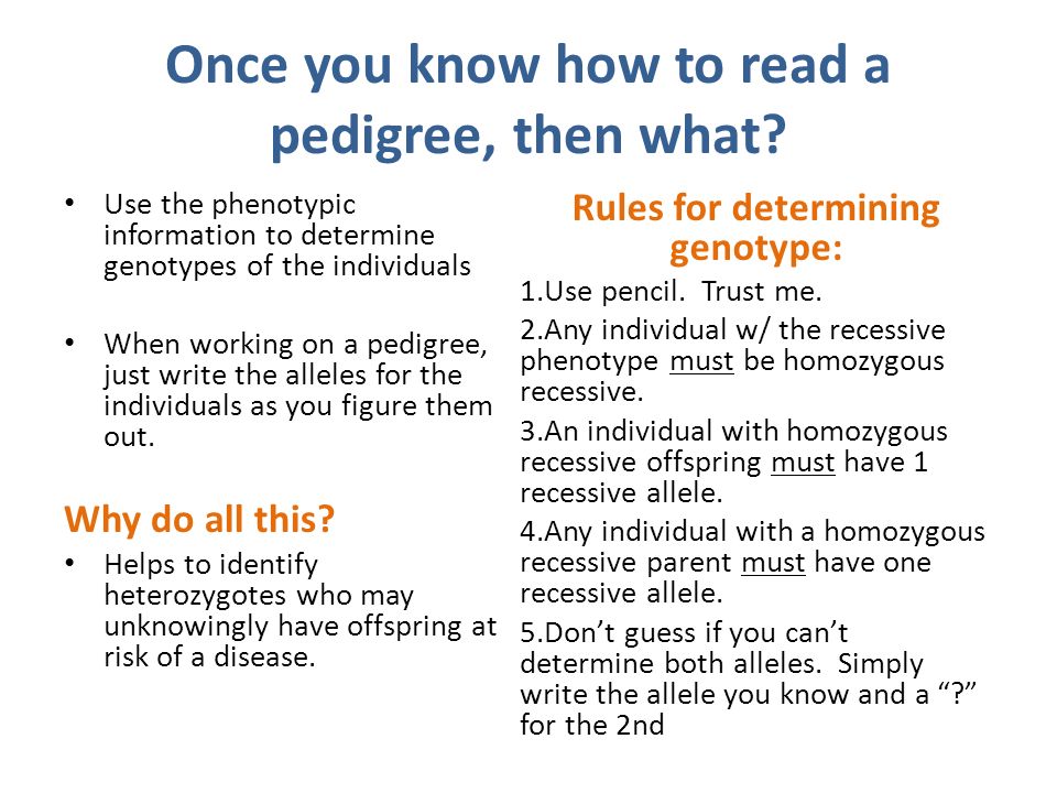 announcements homework quiz take out your hw ppt download how to read a pedigree