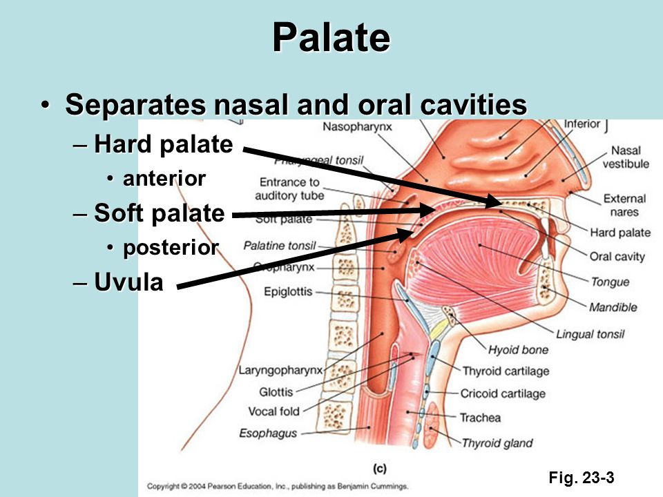 Nasal And Oral Cavities 85