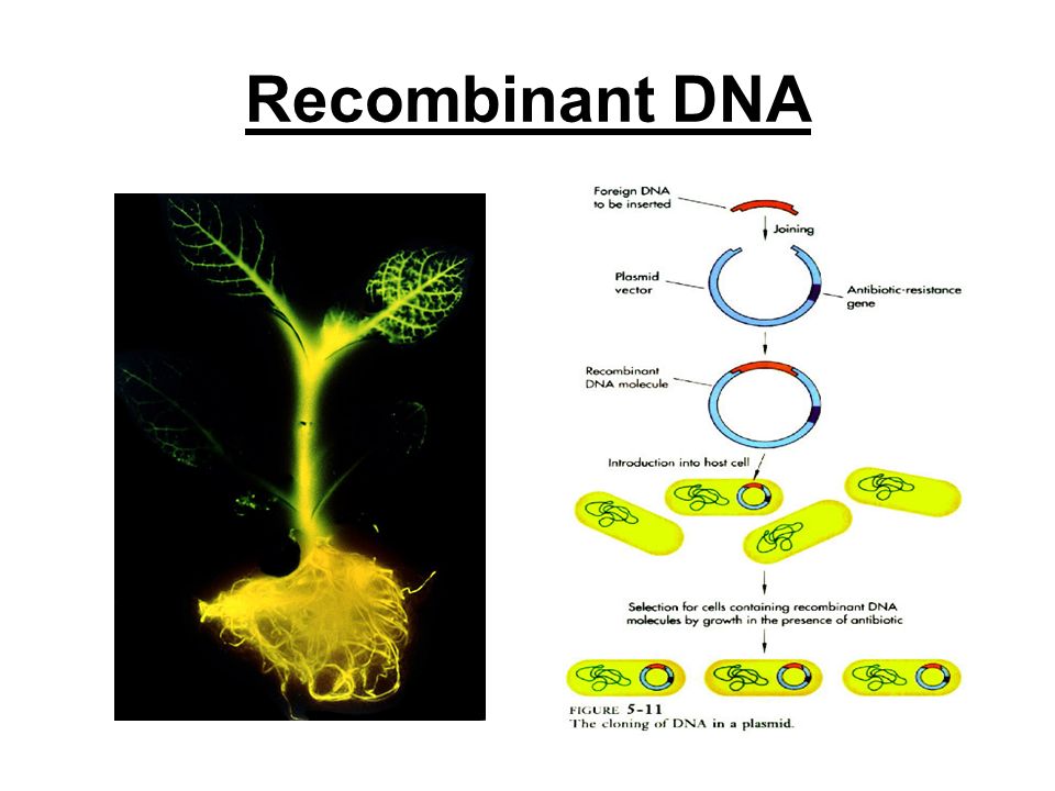 free Grain Legumes: Evolution and