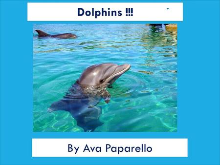 Dolphins !!! By Ava Paparello
