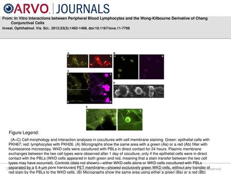 From: In Vitro Interactions between Peripheral Blood Lymphocytes and the Wong-Kilbourne Derivative of Chang Conjunctival Cells Invest. Ophthalmol. Vis.