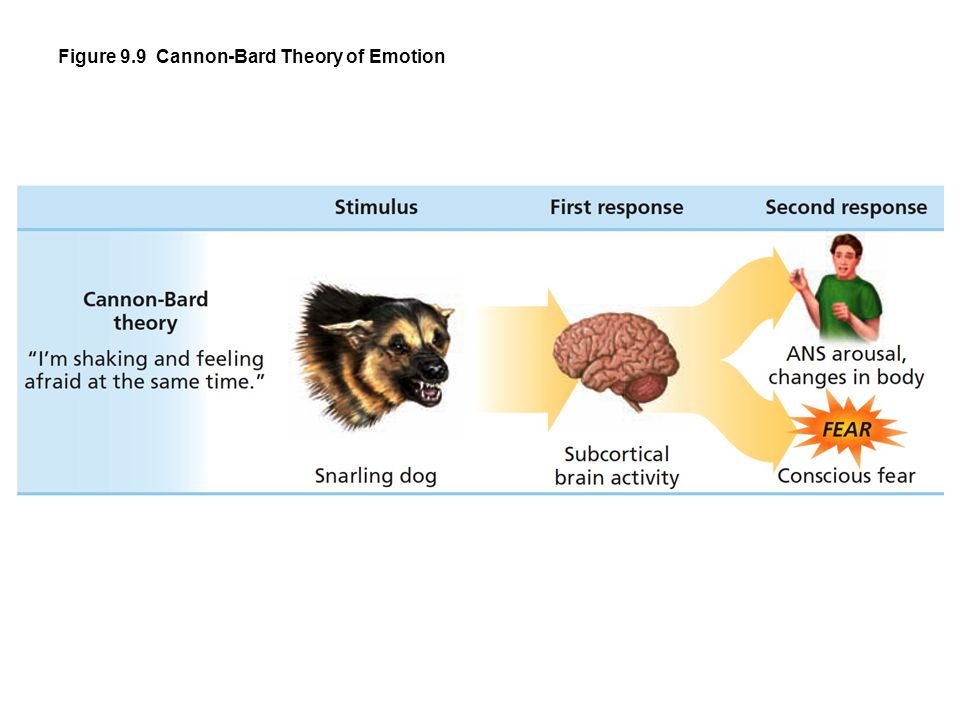cannon bard theory psychology