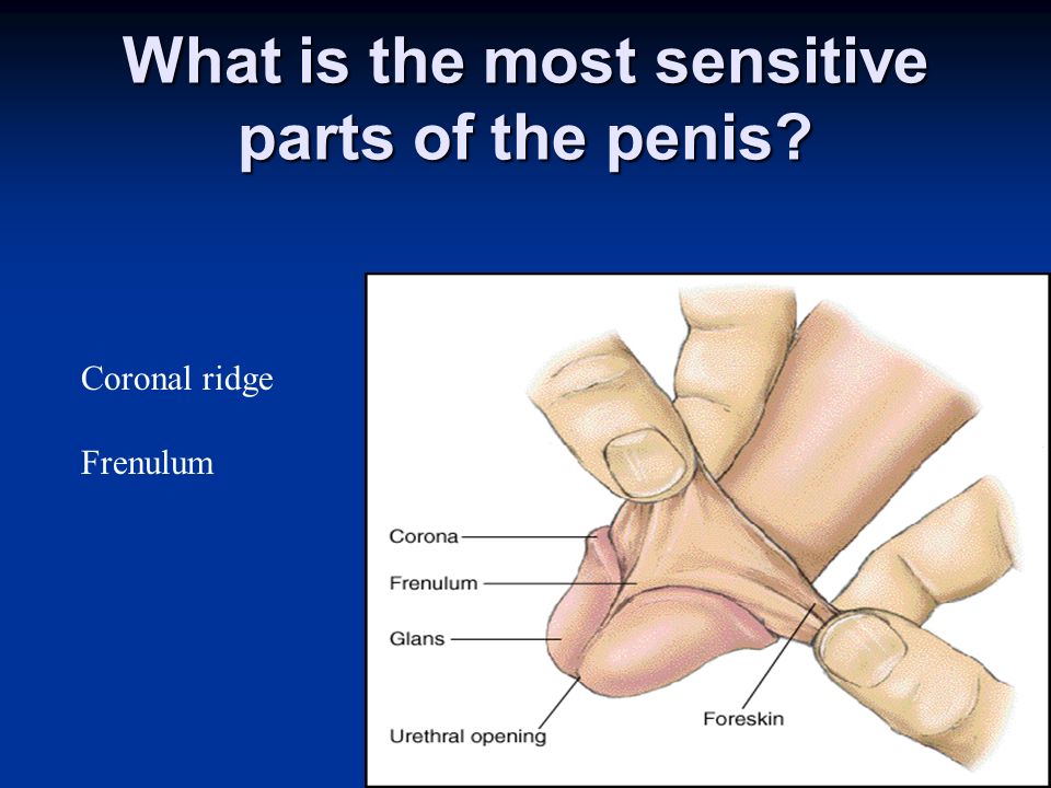 Most Sensitive Part Of The Penis 64