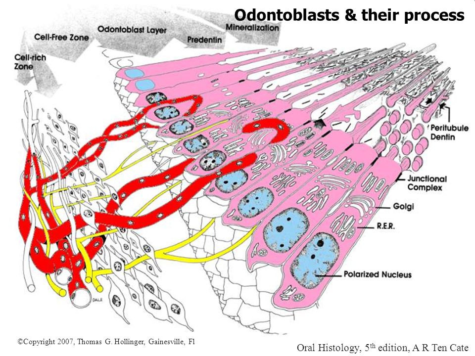 Ten Cate Oral Histology Pdf Download Ten Cate Oral Histology Pdf Download