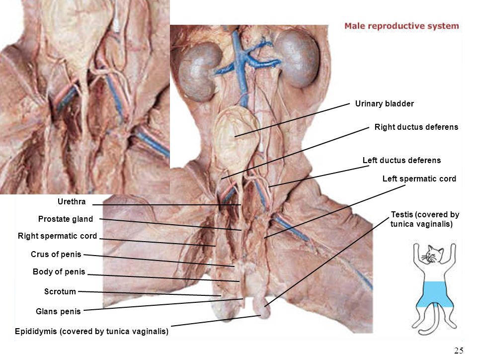 Rat Vagina Urethra 121