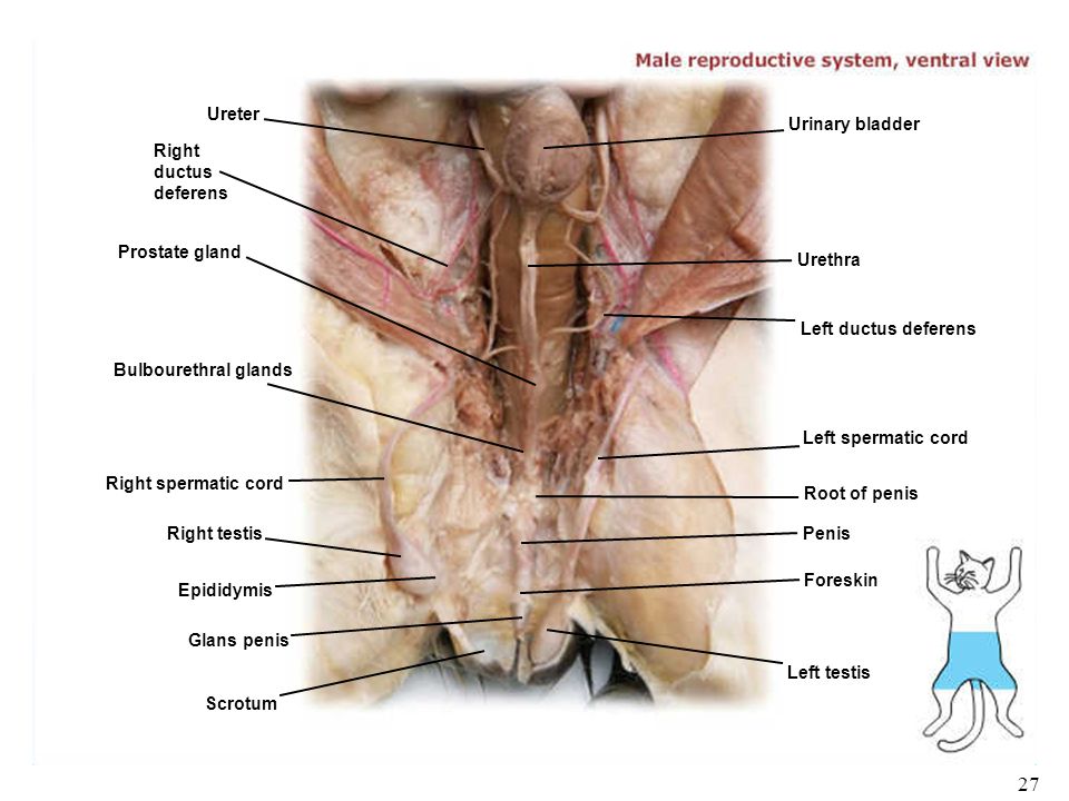 Rat Vagina Urethra 69