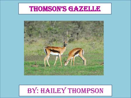 Thomson’s Gazelle By: Hailey Thompson