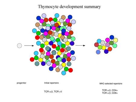 Thymocyte development summary