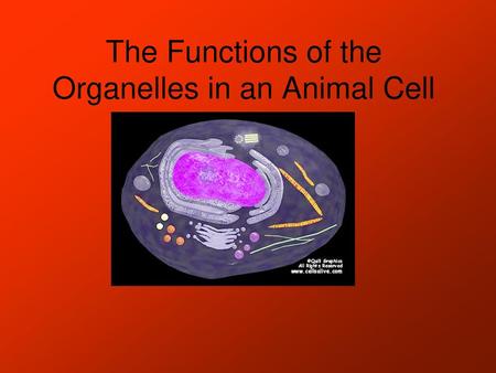 The Functions of the Organelles in an Animal Cell
