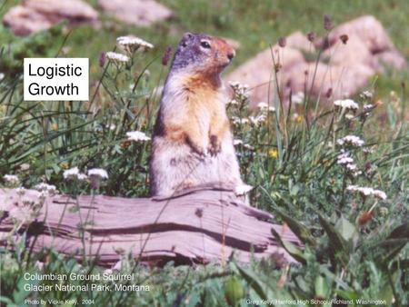 Logistic Growth Columbian Ground Squirrel
