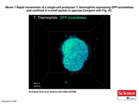 Movie 7 Rapid movements of a single-cell protozoan T