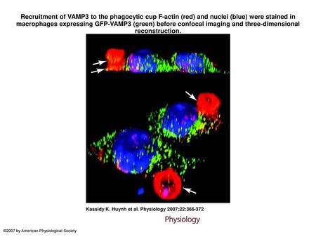 Recruitment of VAMP3 to the phagocytic cup F-actin (red) and nuclei (blue) were stained in macrophages expressing GFP-VAMP3 (green) before confocal imaging.