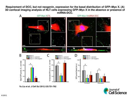 Requirement of DCC, but not neogenin, expression for the basal distribution of GFP–Myo X. (A) 3D confocal imaging analysis of NLT cells expressing GFP–Myo.