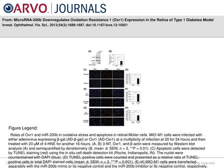 From: MicroRNA-200b Downregulates Oxidation Resistance 1 (Oxr1) Expression in the Retina of Type 1 Diabetes Model Invest. Ophthalmol. Vis. Sci.. 2013;54(3):1689-1697.