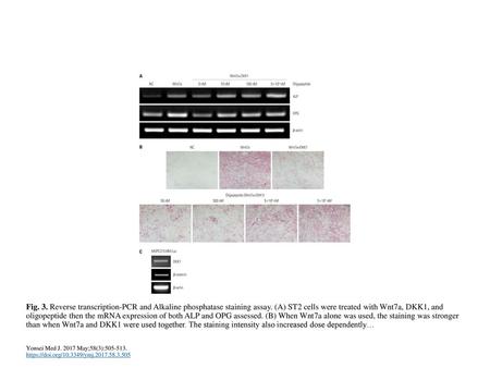 Fig. 3. Reverse transcription-PCR and Alkaline phosphatase staining assay. (A) ST2 cells were treated with Wnt7a, DKK1, and oligopeptide then the mRNA.