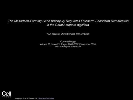 The Mesoderm-Forming Gene brachyury Regulates Ectoderm-Endoderm Demarcation in the Coral Acropora digitifera  Yuuri Yasuoka, Chuya Shinzato, Noriyuki.