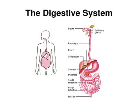 The Digestive System.
