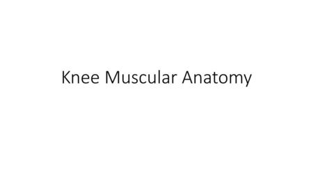 Knee Muscular Anatomy.
