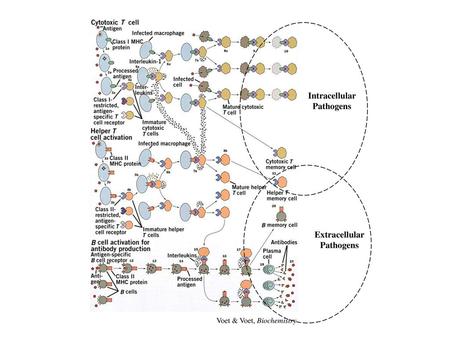 Intracellular Pathogens Extracellular Pathogens
