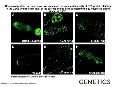 Studies of protein trap expression We compared the apparent intensity of GFP-protein staining in the GSCs with the RNA level of the corresponding gene.
