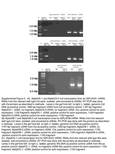 Supplemental Figure 2. (A) AtplaIVA-1 and AtplaIVA-2 null transcription lines for AtPLAIVA mRNA. RNAs from the relevant wild type Col were isolated.