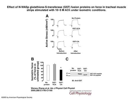 Effect of N-WASp glutathione-S-transferase (GST) fusion proteins on force in tracheal muscle strips stimulated with 10−5 M ACh under isometric conditions.