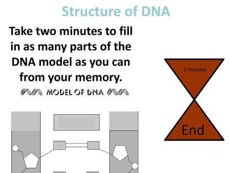Structure of DNA Take two minutes to fill in as many parts of the DNA model as you can from your memory. 2 minutes This ‘sand timer’ will start on a mouse.