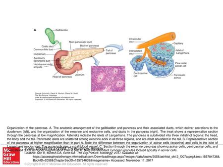 Organization of the pancreas. A
