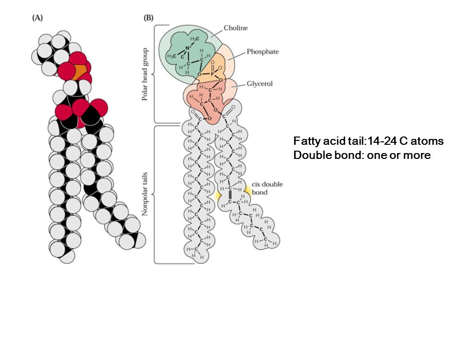 Double bonds in the the tails of fatty acid creates kinks in the cell membrane causing it to be more fluid like.