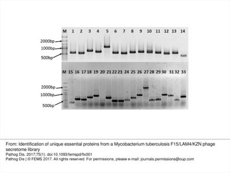 Figure 1. Colony PCR of randomly selected clones of the whole genome M