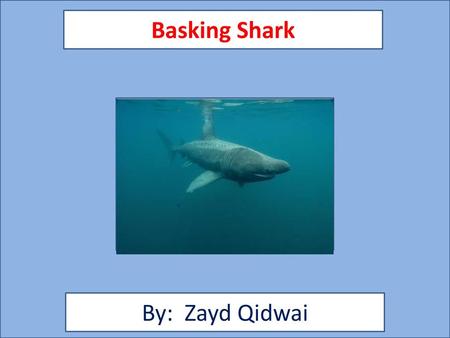Basking Shark By: Zayd Qidwai
