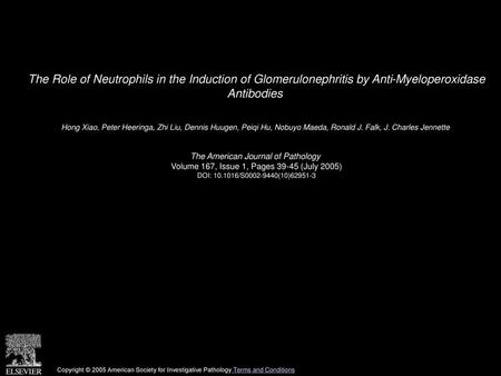 The Role of Neutrophils in the Induction of Glomerulonephritis by Anti-Myeloperoxidase Antibodies  Hong Xiao, Peter Heeringa, Zhi Liu, Dennis Huugen,