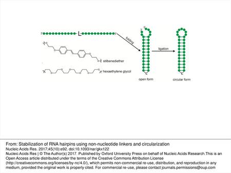 Figure 1. Stabilization of the hairpin structure by non-nucleotide linkers (-L-) following enzymatic circularization. Structures of the stilbene diether.