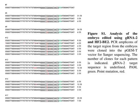 Figure S1. Analysis of the embryo edited using gRNA-2 and HF2-BE2
