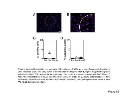 A B C D % positive cells 10 % Apoptotic nuclei 10 Figure S5 PM