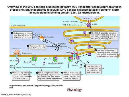 Overview of the MHC I antigen-processing pathway TAP, transporter associated with antigen processing; ER, endoplasmic reticulum; MHC I, major histocompatability.