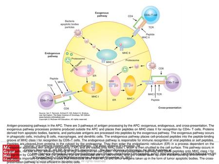 Antigen-processing pathways in the APC