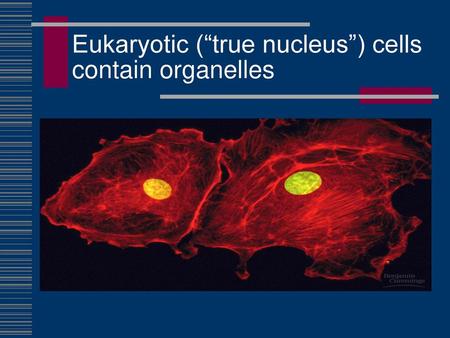 Eukaryotic (“true nucleus”) cells contain organelles