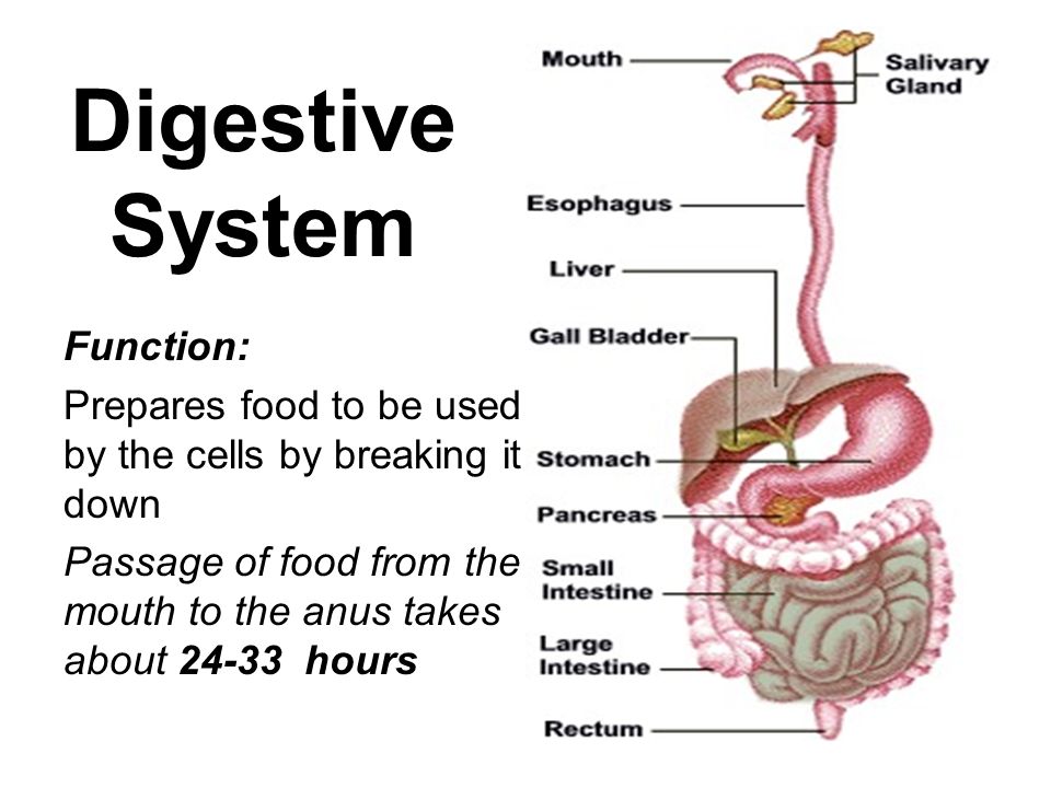 Digestive System Mouth Function 58