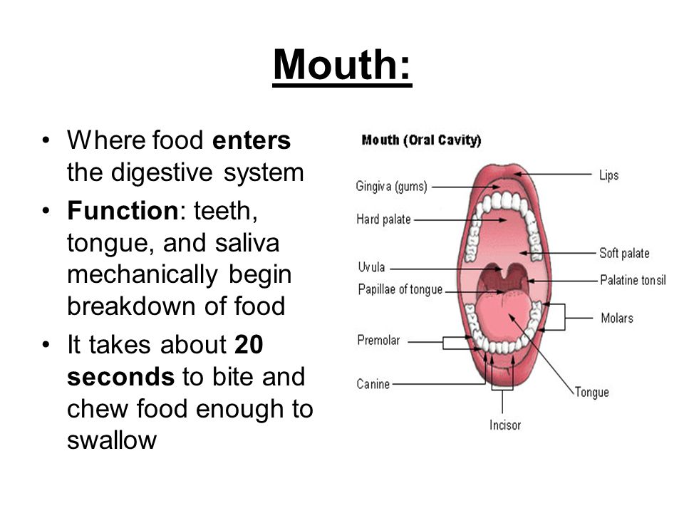 Digestive System Mouth Function 45