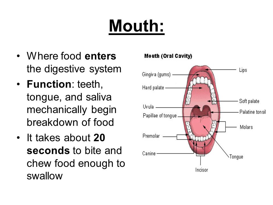 function of digestive system mouth