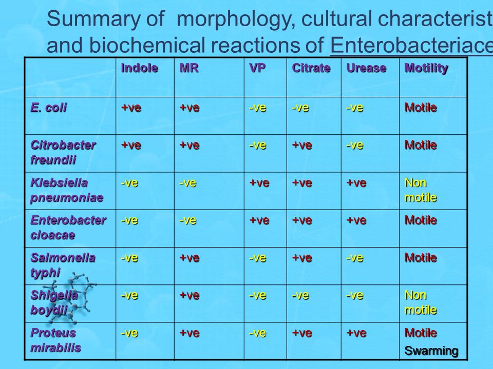 download genetic resources of phaseolus beans their maintenance