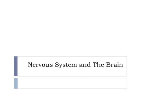 Nervous System and The Brain