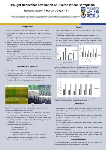 Drought Resistance Evaluation of Diverse Wheat Germplasm