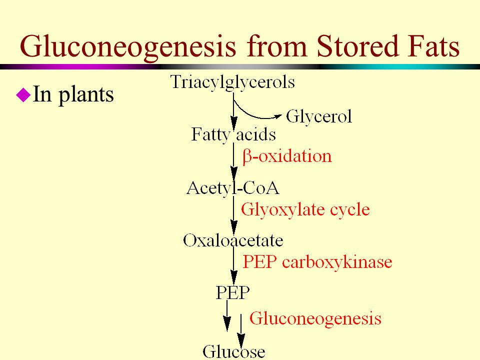Gluconeogenesis Fat 44