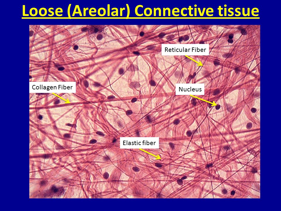 download Resistencia antimicrobiana