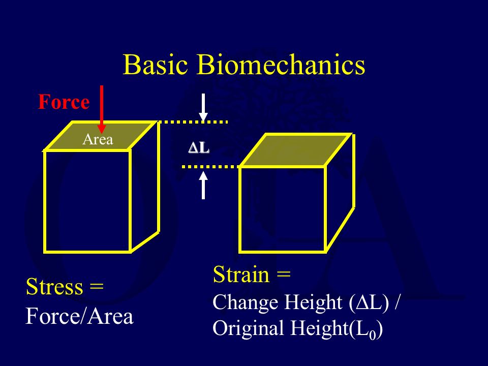 10 Basic Principles of Biomechanics - dummies