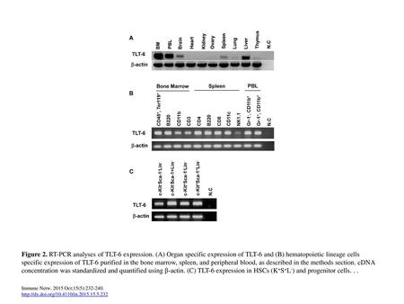 Figure 2. RT-PCR analyses of TLT-6 expression