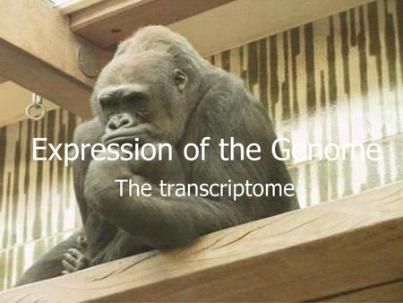 Expression of the Genome